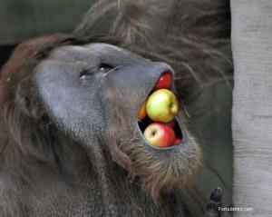 orangután avaricioso